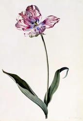 Tulipán, c.1745